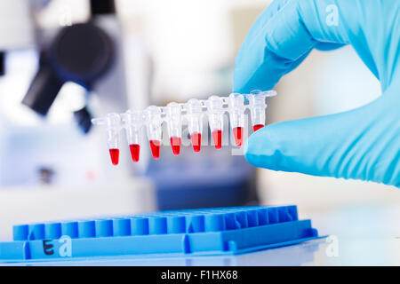 PCR strip test tubes and micropipette in genetics laboratory Stock Photo