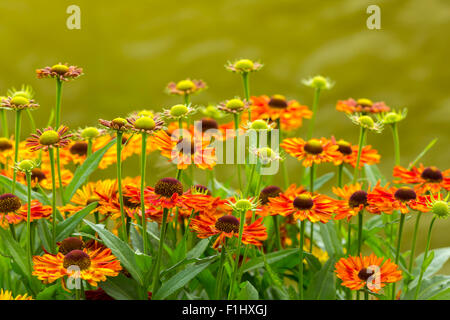 Helenium Autumnale or common sneezeweed Stock Photo