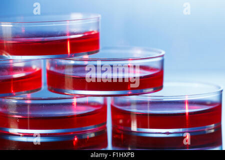 petri dishes in an incubator Stock Photo