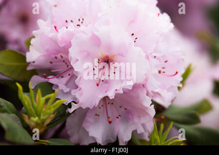 Close up of a group of delicate pink rhododendron flowers on the bush with a blurred background. Stock Photo