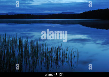 Silhouetted grass reflected in Loch Garten at night, Cairngorms National Park, Strathspey, Scotland, UK Stock Photo