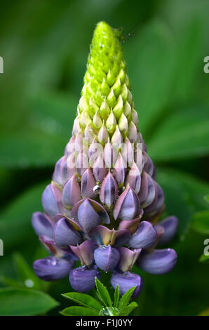 Lupin in Garden Setting with raindrops Stock Photo