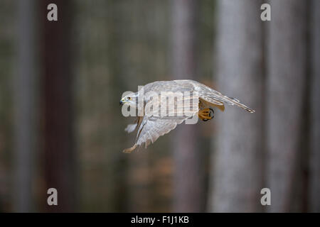 Northern Goshawk (Accipiter gentilis)  flying thhrough a forest Stock Photo
