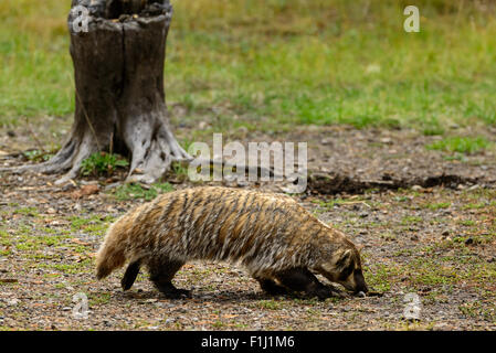 Photograph of an American Badger from Yellowstone National Park Stock Photo