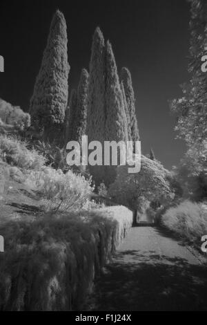 Hanbury Botanical Gardens in Infrared and turned into B&W,Liguria,Italy Stock Photo