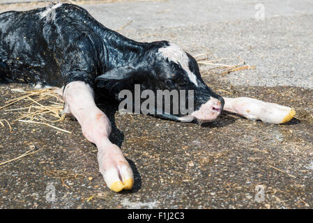 Newborn black and white calf on a Dutch farm Stock Photo