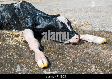 Newborn Dutch black with white calf on hay in a farmhouse Stock Photo ...