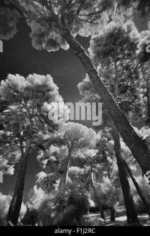 Hanbury Botanical Gardens in Infrared and turned into B&W,Liguria,Italy Stock Photo