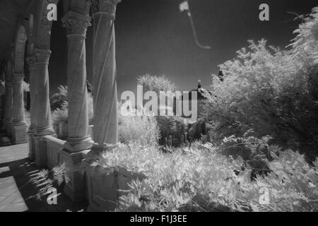 Hanbury Botanical Gardens in Infrared and turned into B&W,Liguria,Italy Stock Photo