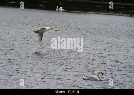 Swan fly-past Stock Photo