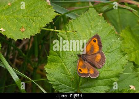 Gatekeeper on lookout Stock Photo