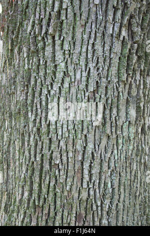 The fissured bark of a White Ash (Fraxinus americana)  tree.  The bark has lichen growing on it providing a green highlight. Stock Photo