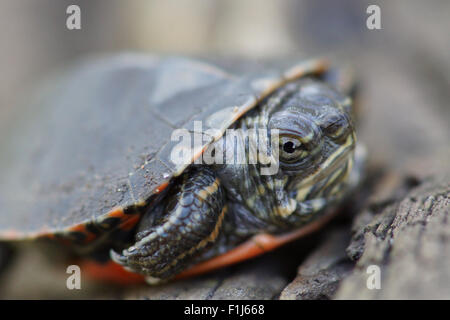 A portrait of an angry looking baby Midland Painted Turtle (Chrysemys picta marginata) face. Stock Photo