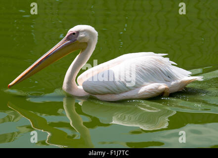 A pelican swimming in the water Stock Photo