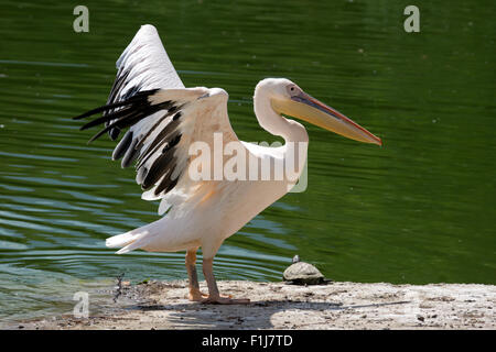 Pelican standing on the shore of lake Stock Photo