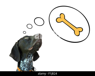 Conceptual image of german short hair pointer dreaming about bone Stock Photo