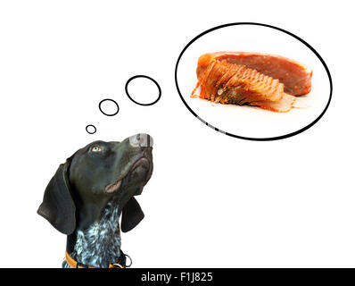 Conceptual image of german short hair pointer dreaming about delicious surlion Stock Photo