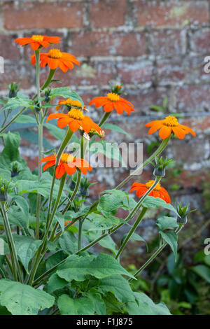 Bright flowers of the Mexican sunflower, Tithonia rotundifolia 'Torch' Stock Photo