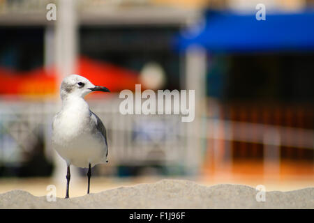 Close-up of a seagull on the beach, Miami, Miami-Dade County, Florida, USA Stock Photo