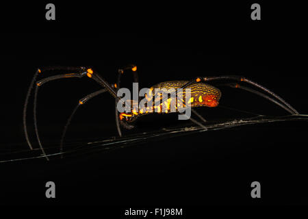 Scary black and yellow spider with long legs from Borneo jungle at night. Macro Close up. Stock Photo