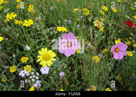 Wildflower Meadow in Bloom. Millhouses park Sheffield England sensory garden Pink Flower Cosmos bipinnatus, Garden Cosmos Mexican aster Stock Photo