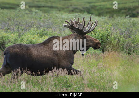 Young bull moose (Alces alces) with antlers in the velvet coating that nourishes their growth works his way through dwarf birch Stock Photo
