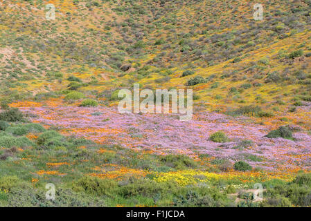 A carpet of indigenous flowers in Molsvlei, a small village in the Namaqualand region of the Western Cape Province of South Afri Stock Photo