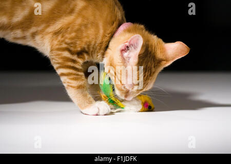 American Shorthair Orange Tabby Cat playing with a toy mouse Stock Photo