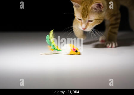 American Shorthair Orange Tabby Cat about to pounce on a toy mouse Stock Photo