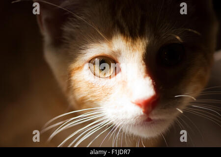 American Shorthair Orange Tabby Cat in sunlight looking directly at camera Stock Photo
