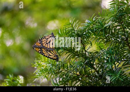 Mating monarch butterflies. Danaus plexippus. Stock Photo