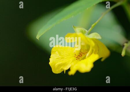 Yellow jewelweed or touch-me-not flower. Impatiens pallida. Stock Photo