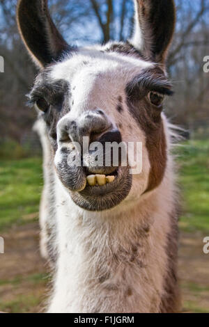 Close-up portrait of a llama Stock Photo