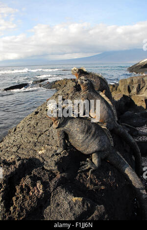 Three Large Marine Iguanas on Lava Rock Overlooking Sea - Galapagos Islands, Ecuador, South America Stock Photo