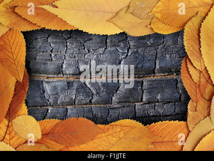 thanksgiving backdrop with golden cherry  leaves and burnt wood texture Stock Photo