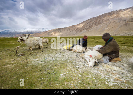 Two nomad shepherds are combing the valuable fine Pashmina wool from Pashmina Goats (Capra aegagrus hircus), Tso Moriri Stock Photo