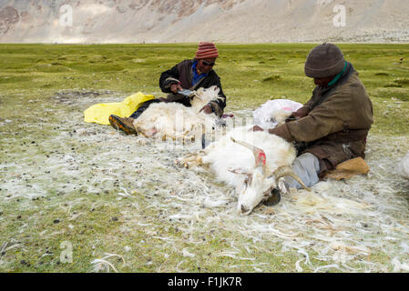 Two nomad shepherds are combing the valuable fine Pashmina wool from Pashmina Goats (Capra aegagrus hircus), Tso Moriri Stock Photo