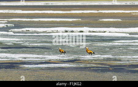 Two Brahmin Ducks (Tadorna ferruginea), Tso Kar, a fluctuating salt lake, 4,530 m, Changtang area, Thukje, Jammu and Kashmir Stock Photo