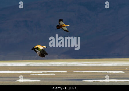 Two Brahmin Ducks (Tadorna ferruginea), Tso Kar, a fluctuating salt lake, 4,530 m, Changtang area, Thukje, Jammu and Kashmir Stock Photo