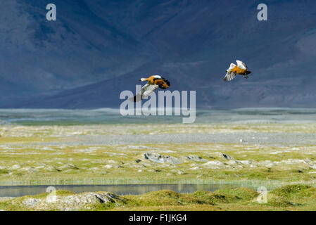 Two Brahmin Ducks (Tadorna ferruginea), Tso Kar, a fluctuating salt lake, 4,530 m, Changtang area, Thukje, Jammu and Kashmir Stock Photo