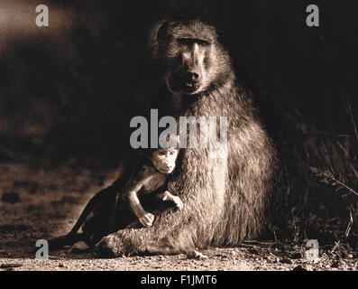 Portrait of Mother and Baby Baboon