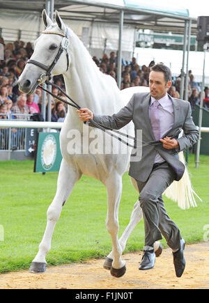 Stamford, UK. 2nd September, 2015. Land Rover Burghley Horse Trials 2015, Stamford England. Jonathan Paget (NZL) ridingÊShady Grey during the First Inspection Credit:  Julie Badrick/Alamy Live News Stock Photo