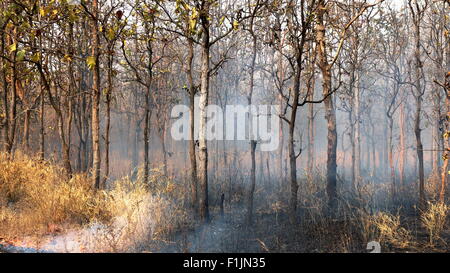 Forest after fire with burned trees  in Thailand Stock Photo