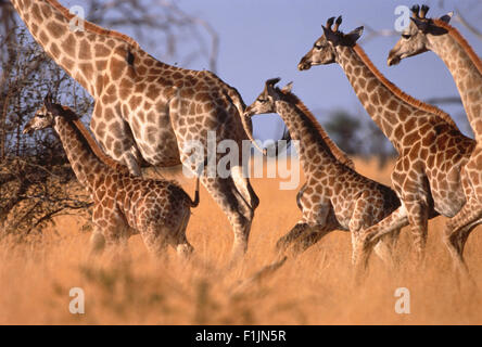 Giraffe Running in Grassland Stock Photo