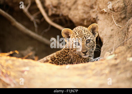 Portrait of Leopard Cub Stock Photo