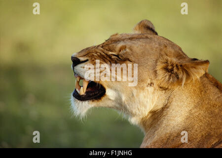 Lioness Growling Stock Photo