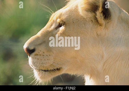 Portrait of White Lioness Stock Photo