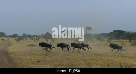 Herd Wildebeest Running through Field Serengeti, Tanzania, Africa Stock Photo