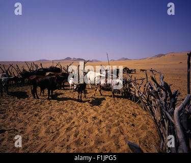 Cattle Kraal in Kunene River Region, Namibia, Africa Stock Photo