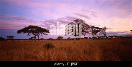 Baobab Tree and Field Tarangire, Tanzania, Africa Stock Photo